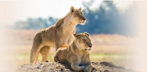 LIONNES LADIES FIRST @ La Marive